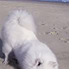 Atka the Amazing Eskie